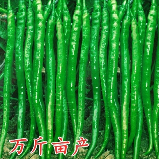 成都超长香辣线椒种子高产早熟种籽春秋阳台四季薄皮特长辣椒蔬菜种子
