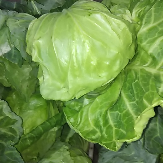 昔阳县甘蓝