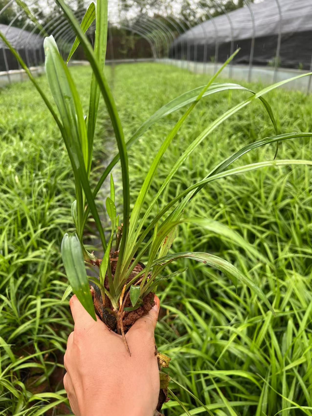 吉祥草小杯苗，绿化苗木，10袋吉祥草，吉祥草专业种植户