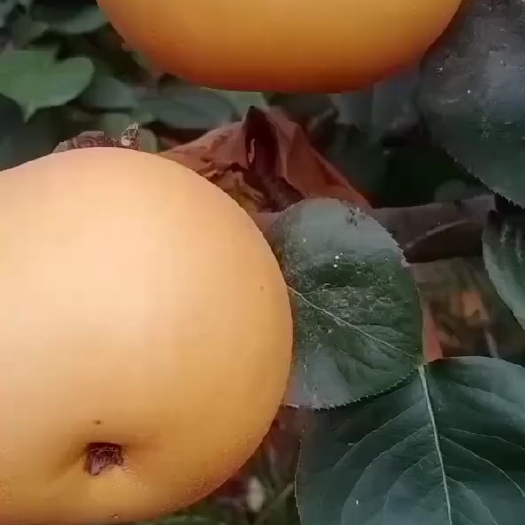 宁陵县河南省商丘市寧陵縣園黃梨秋月梨正在出售中有需要的可以聯繫我