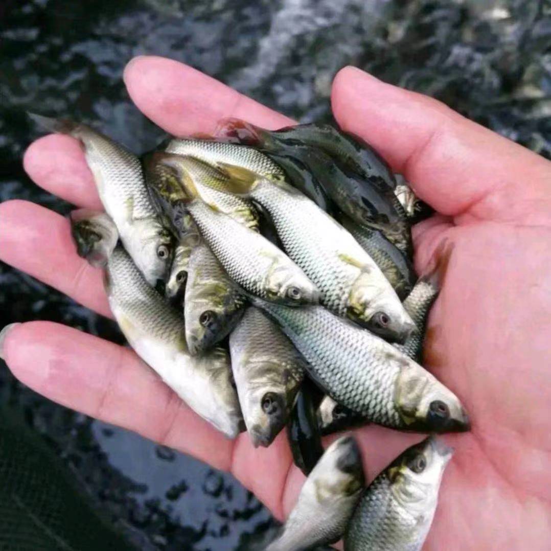 [批发】鲤鱼苗。量大从优、基地直供、免费送货上门。