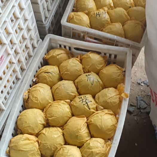 砀山县黄罐，翠玉