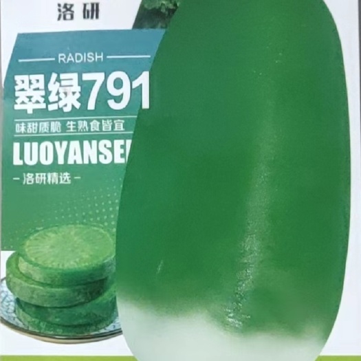 郑州秋天种的青萝卜翠绿791萝卜种子，8克小包装，家庭菜园种植，