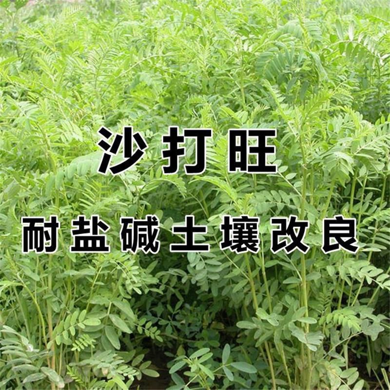 杭州沙打旺种子多年生牧草四季果园绿肥防沙固土护坡耐寒耐旱盐碱草籽