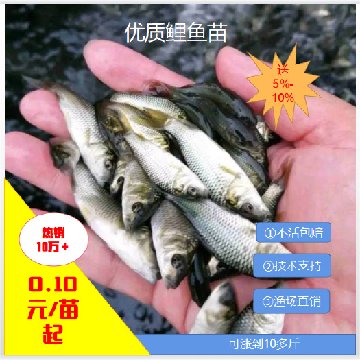勐腊县[批发】鲤鱼苗。量大从优、基地直供、免费送货上门。