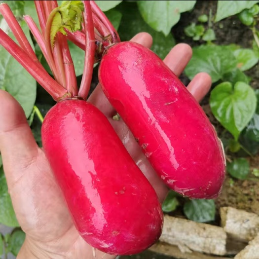 红皮萝卜 高山蔬菜基地直发