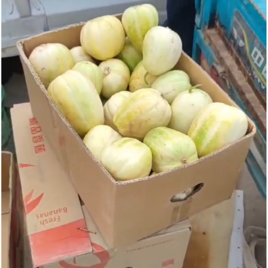忻州甜瓜上市，
