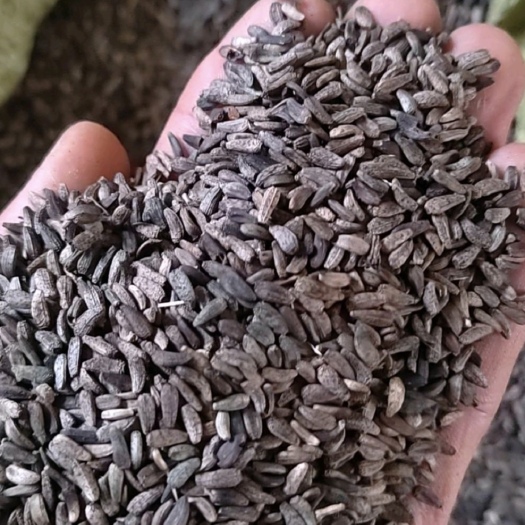 西和县牛蒡子，产地甘肃陇南，货干净，常年供应