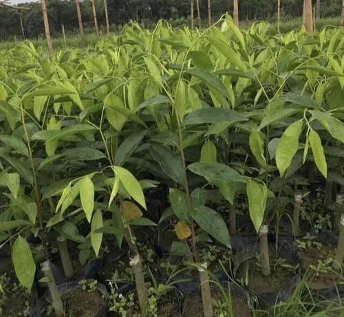 阳西县奇南沉香树苗，