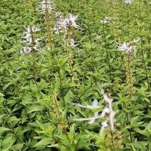 景洪市西双版纳肾茶，猫须草