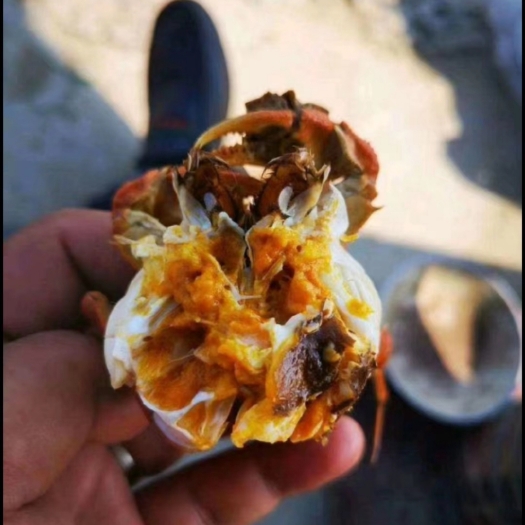 武汉六月黄大闸蟹