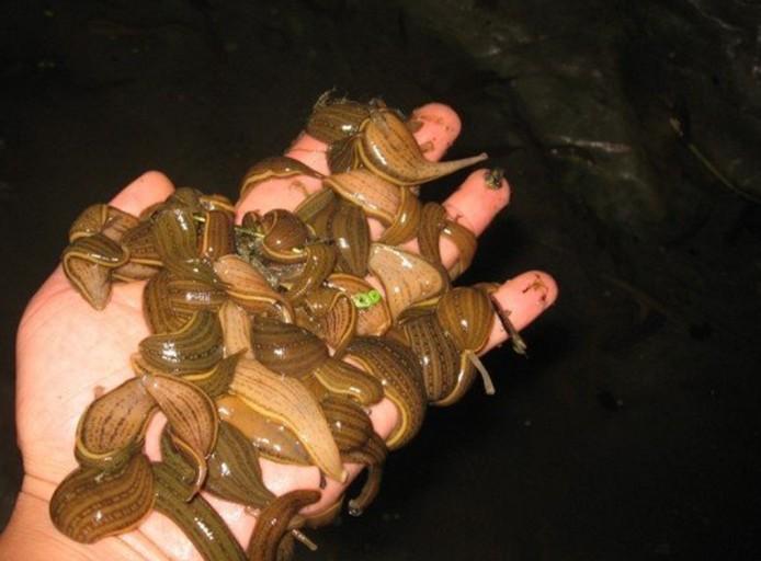 淮安水蛭蚂蟥苗满月苗宽体金线蛭 包邮成活99送设备包技术包回收
