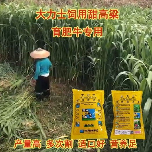 甜高粱牧草种子多次收割一年四季畜牧草籽养殖猪牛羊鱼草