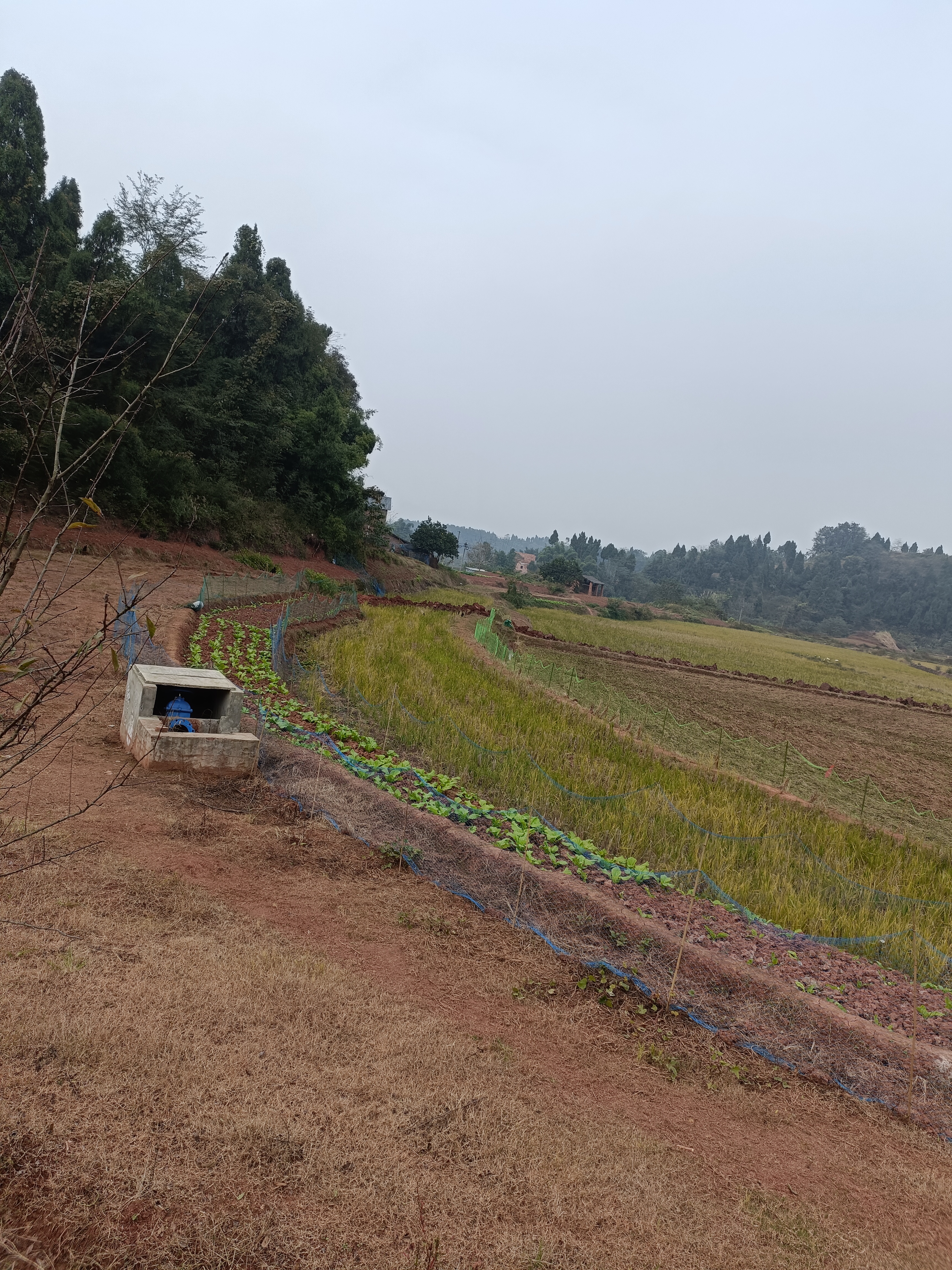 荣昌300亩平整蔬菜用地，有灌溉系统土地非常平坦外面是一条河