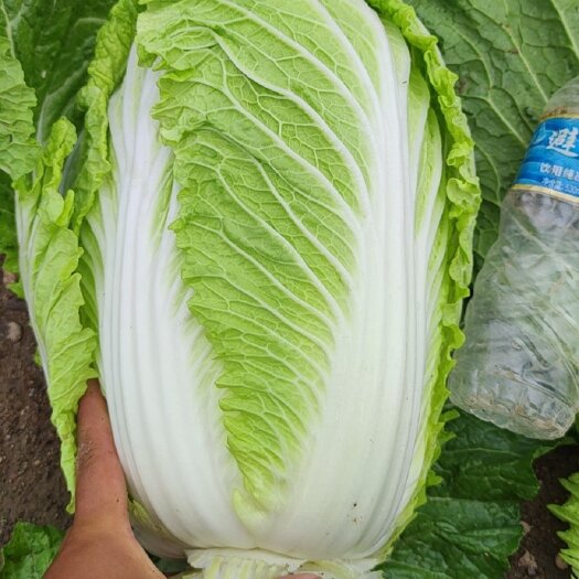 围场县精品黄心白菜