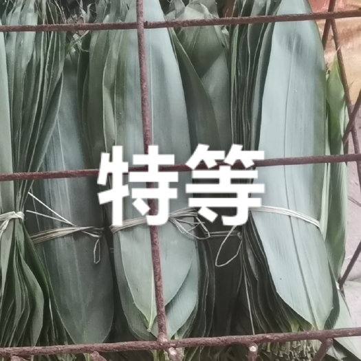 井冈山市干粽叶