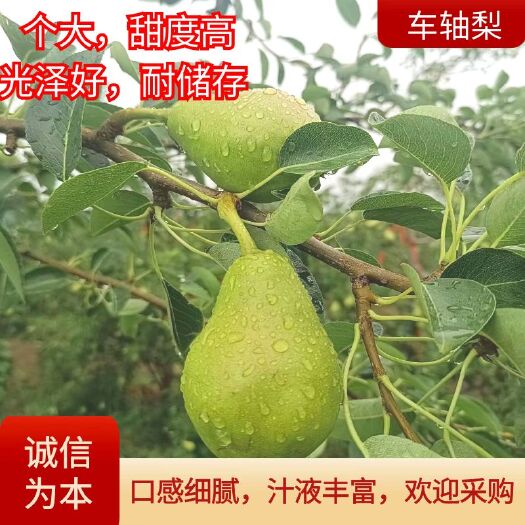 莱州市莱州车轴梨口感细腻，汁液丰富，个头大，表光好，产地直销