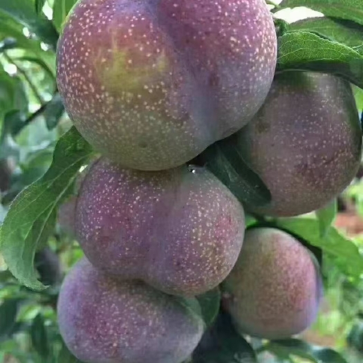 绥江县绥江半边红李子即将成熟，有需要的老板请联系我