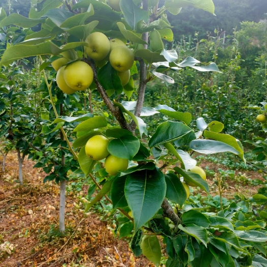 苍溪县皇冠梨 细嫩 多汁一百多亩自家农场