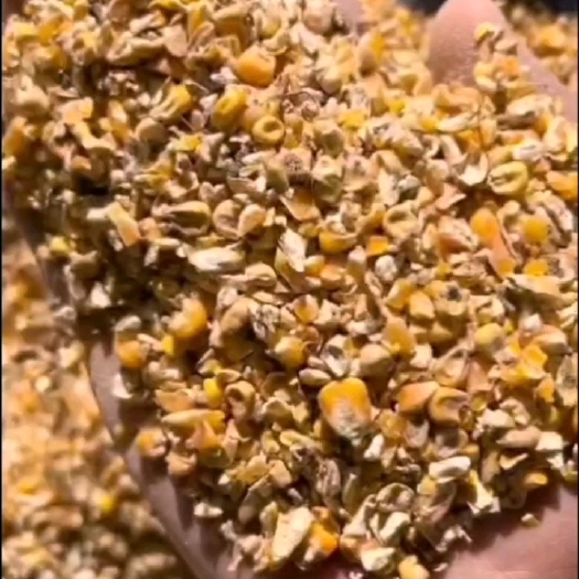 郓城县毛粮碎玉米适合鸡鸭鹅猪牛羊
