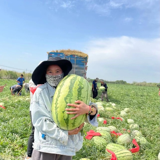 鄯善县金城5号西瓜 新疆西瓜