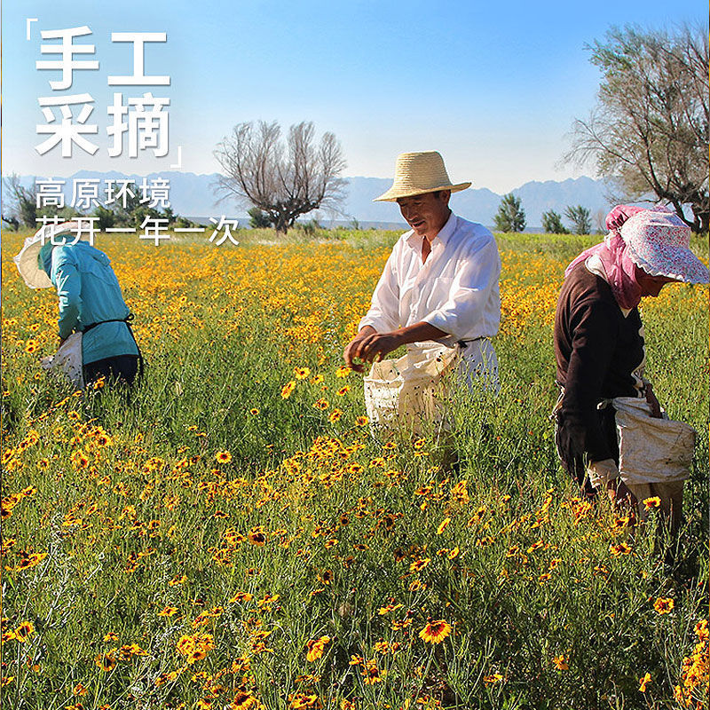 2023頭茬大花雪菊 昆侖山高海拔天然 80g包郵起批拿樣