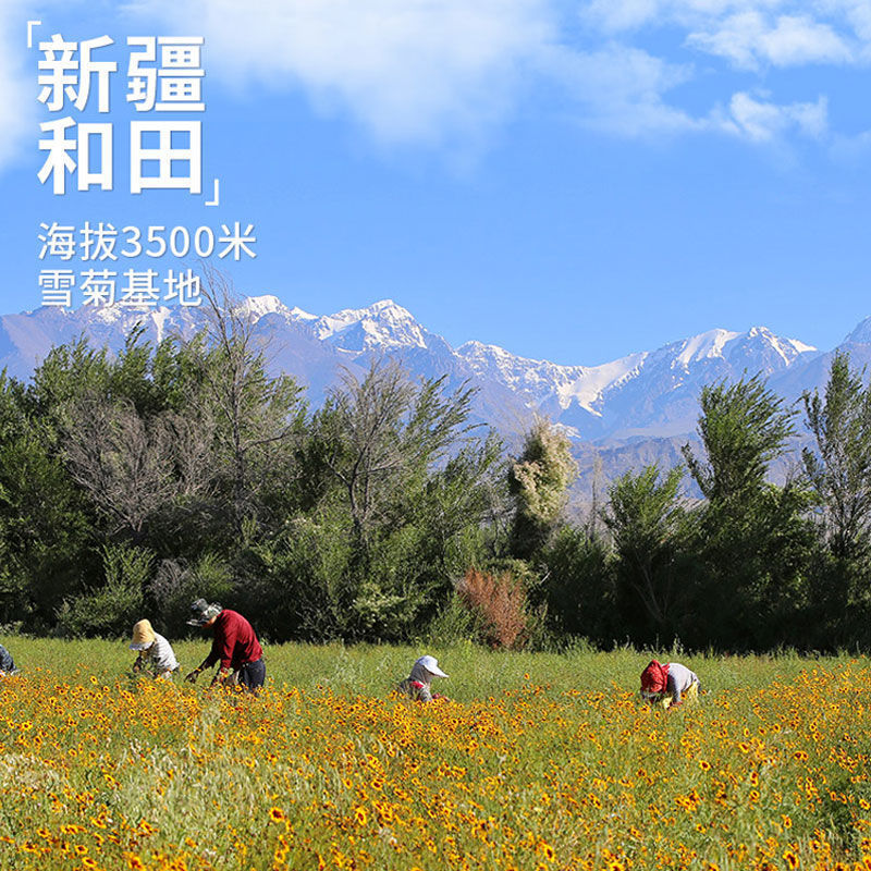 2023頭茬大花雪菊 昆侖山高海拔天然 80g包郵起批拿樣
