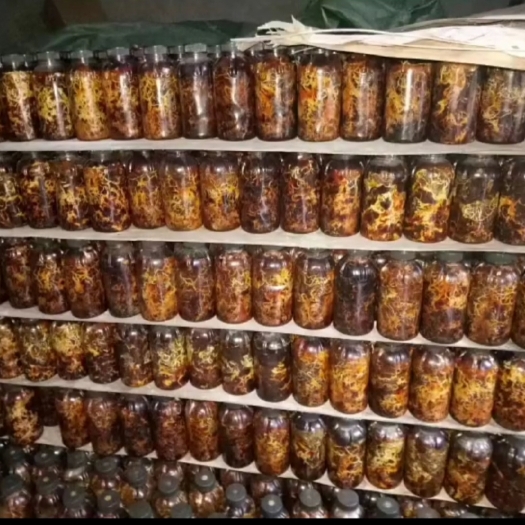 彝良县天麻蜜环菌种  蜜环菌 萌发菌