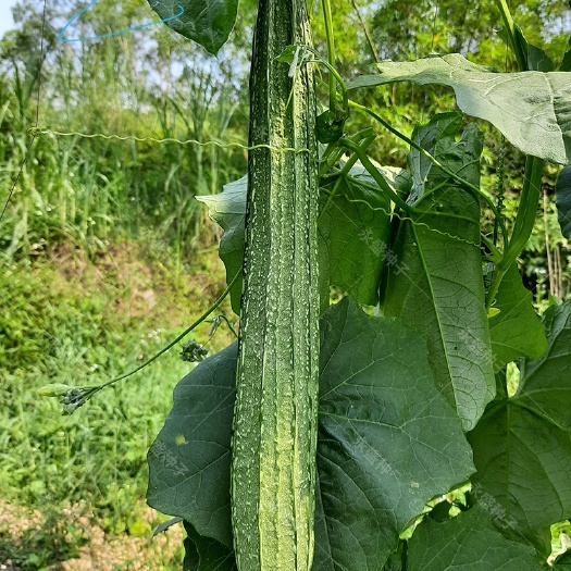 花点丝瓜种籽子早熟特厚肉棱角丝瓜种子春秋蔬菜种孑