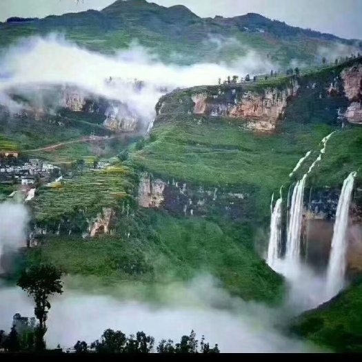 晴隆县黑糯米，生态米，无污染，天然山泉水灌溉