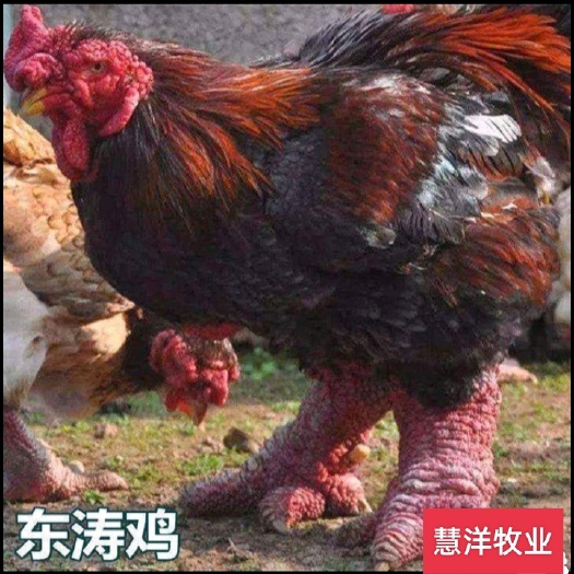 南宁东涛鸡苗 质量可靠 包打岀亮疫苗