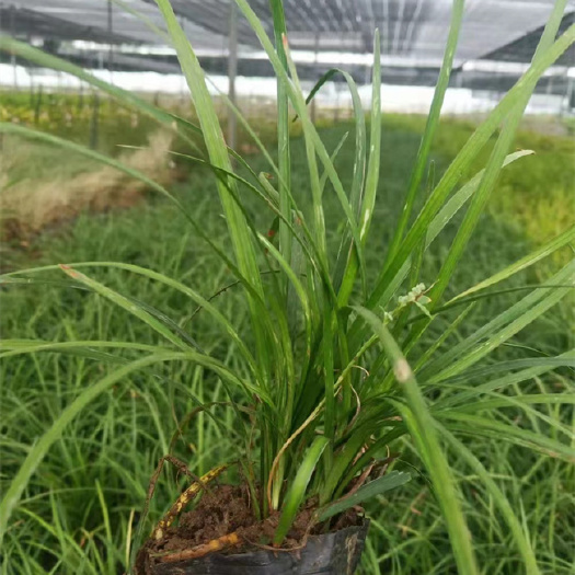 北京北京麦冬草小苗批发出售-北方常绿厂家报价