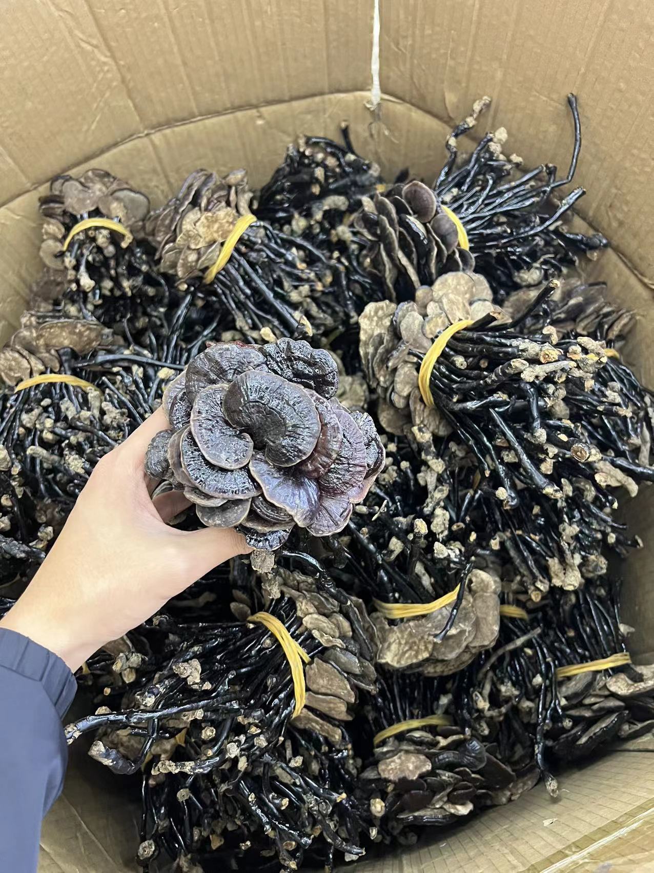 竹灵芝