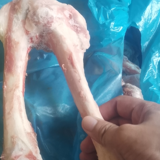 滨州羊棒骨，有肉，熬汤用。