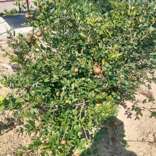 万载县茶枯