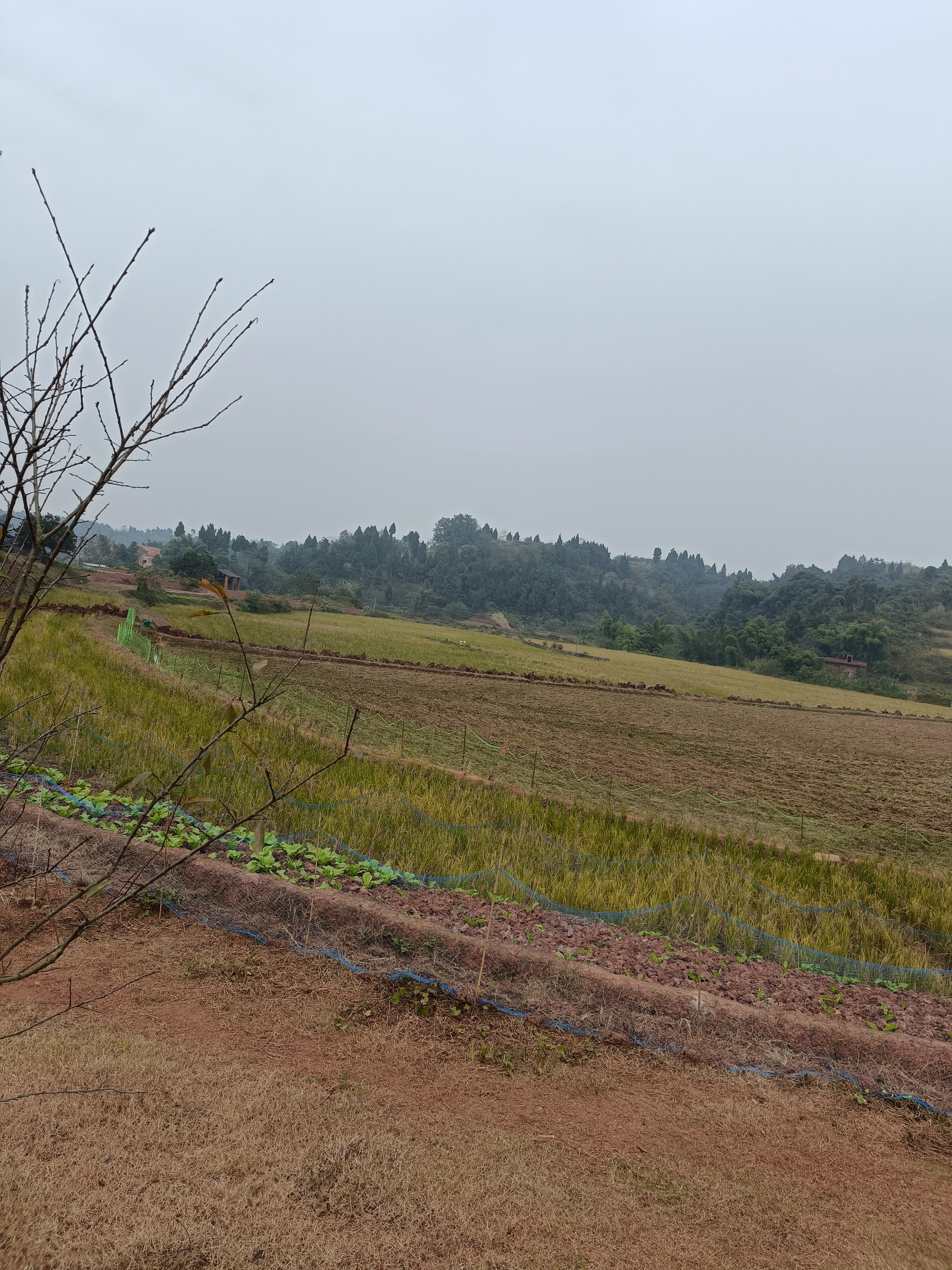 荣昌300亩平整蔬菜用地，有灌溉系统土地非常平坦外面是一条河