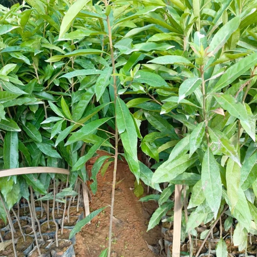 广州木荷苗