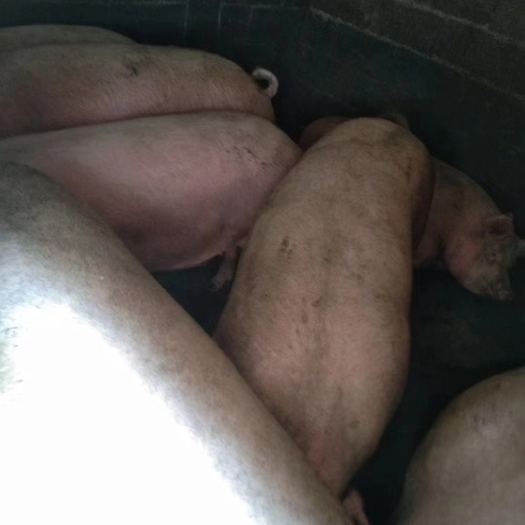 土白猪 200-300斤