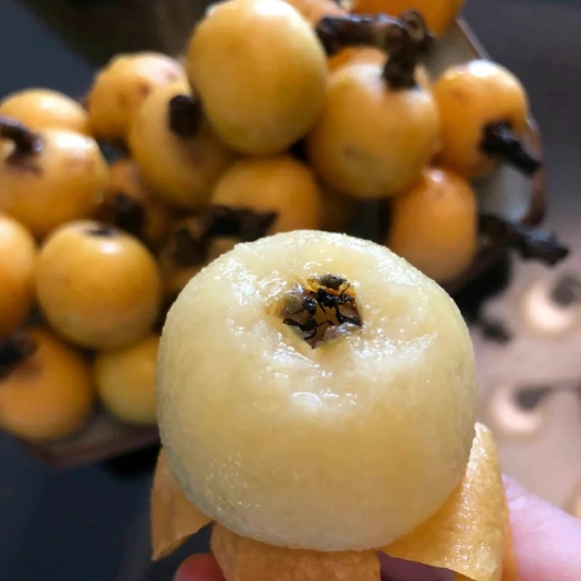 绍兴白玉枇杷苗，浙江白枇杷苗基地自育自销