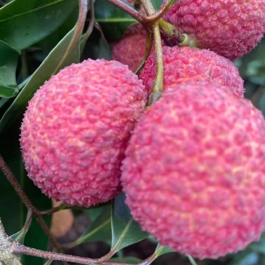 灵山县荔枝