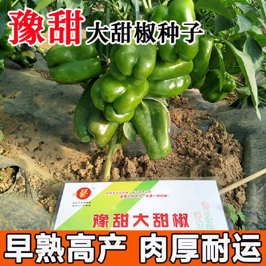 沭阳县豫甜大甜椒辣椒籽种子早熟灯笼椒肉厚抗病高产春季秋季棚大果优质