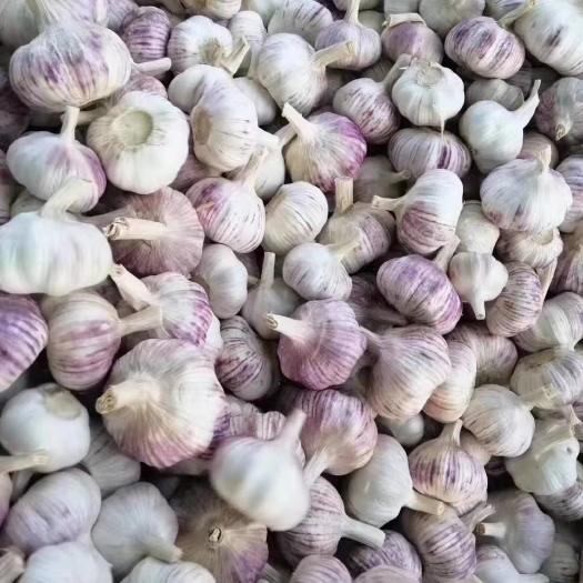 单县紫皮大蒜
