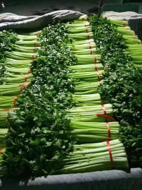 毛芹     高原夏菜，产地直销，诚信为本，欢迎各位老板至电