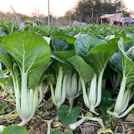 广州108黑叶白菜种四季小白菜种孑耐热耐寒高产抗病青菜种籽蔬菜种