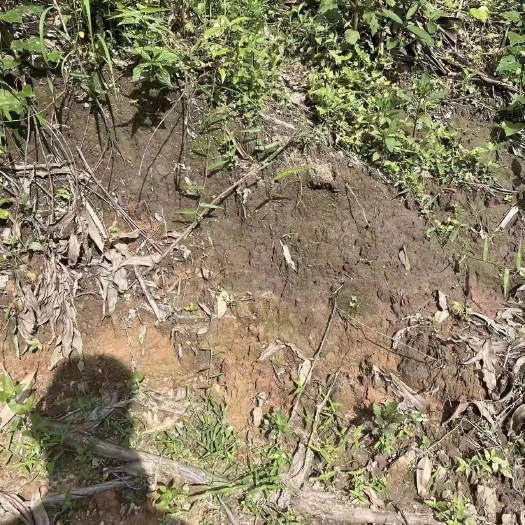 鹿寨县3500亩包清山、可以种植桉树