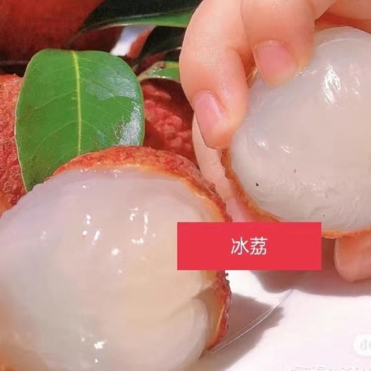 灵山县冰荔荔枝苗