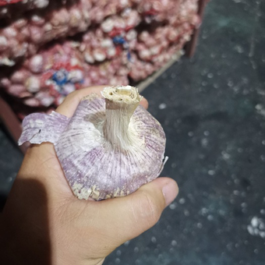 中牟县优质中牟大蒜，欢迎新老顾客