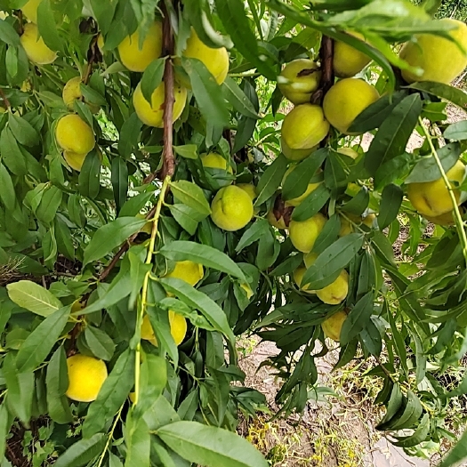 曹县黄桃量大质量好黄金冠