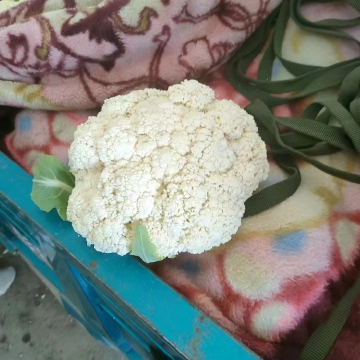 白花菜花 适中 甘肃省定西市安定区 2~3斤