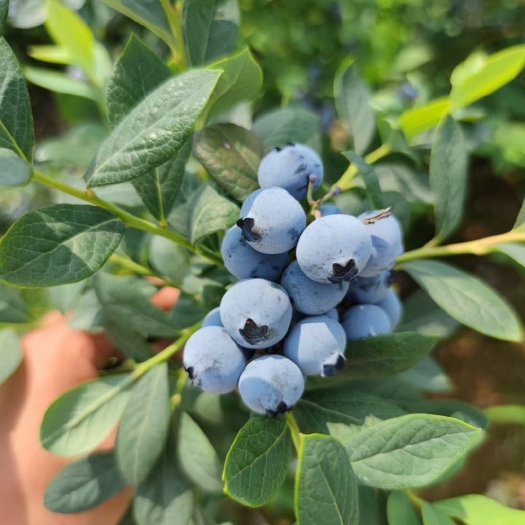 南京新鲜蓝莓鲜果大果当季水果4盒装